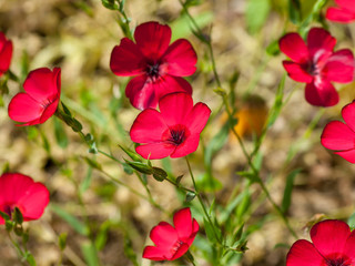 Linum Grandiflorum - Lin à grandes fleurs rouge écarlate.