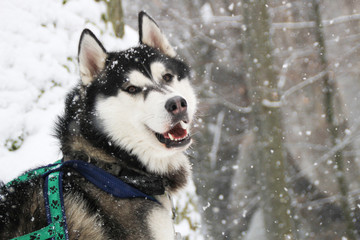 Adult Husky travels in the winter forest. Dog games Snow and winter