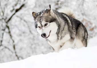 snow dog in cold winter