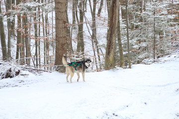 Fototapeta na wymiar Adult Husky travels in the winter forest. Dog games Snow and winter