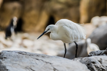 Oiseau Aigrette Garzette	