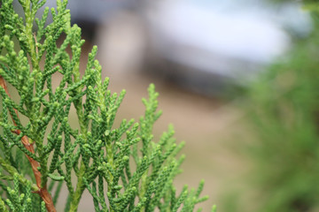 Tree pine Close up at garden