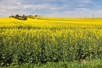 Obraz premium rapeseed, canola or colza field