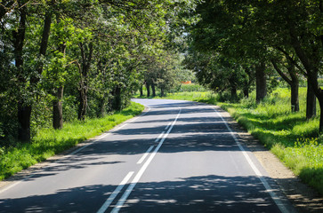 Beautiful long way road along into forest Transylvania, Romania