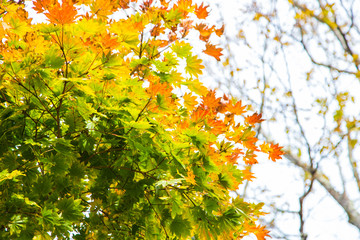 Naklejka na ściany i meble Colorful maple tree leaf autumn scene on white background