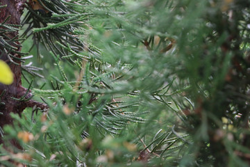Tree pine Close up at garden