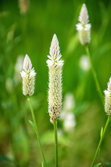 Cockscomb amaranth/Celosia argentea L.