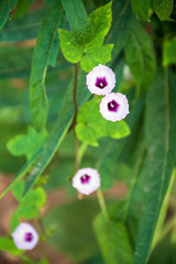 Ipomoea triloba/Little morning glory