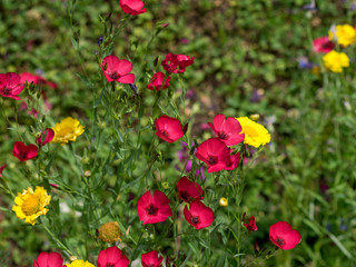 Linum Grandiflorum - Lin à grandes fleurs rouge brillant.