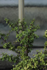 botanical garden vienna