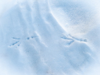 Bird tracks in the snow