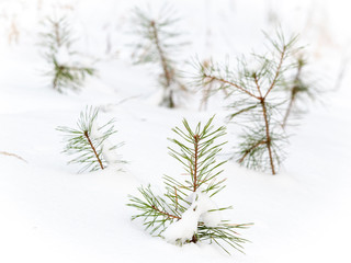 Small pines under the snow