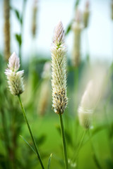 Cockscomb amaranth/Celosia argentea L.