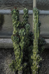 botanical garden vienna