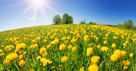 Field with dandelions and blue sky