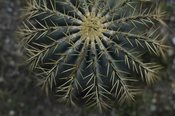 botanical garden vienna