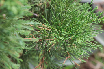 Tree pine Close up at garden