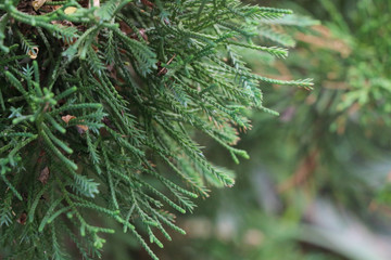 Tree pine Close up at garden