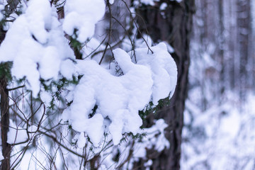 The branch is covered by snow. Winter branch of fir tree