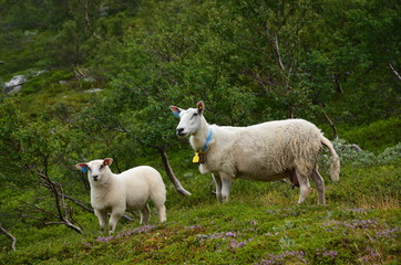 Obraz premium Schaf mit Lamm auf der Weide