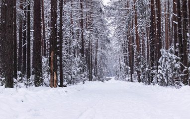Winter landscape. Winter road and trees covered with snow. Winter forest