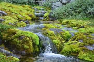 Wasserfall mit Moos in Norwegen