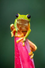 Naklejka premium Gliding tree frog (Agalychnis spurrelli) is a species of frog in family Hylidae. It is found in Colombia, Costa Rica, Ecuador, and Panama.