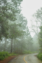 Obraz premium Trees in forest with foggy. Soft and blur background. 