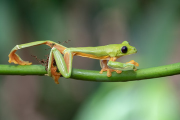 Gliding tree frog (Agalychnis spurrelli) is a species of frog in family Hylidae. It is found in Colombia, Costa Rica, Ecuador, and Panama.