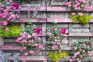 pink flowers in pots on the wooden wall