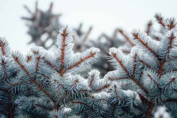 Winter cold snow frost background fir tree close up