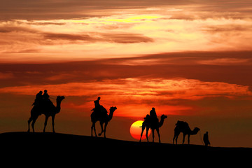 Fototapeta na wymiar caravan Walking with camel through Thar Desert in India, Show silhouette and dramatic sky