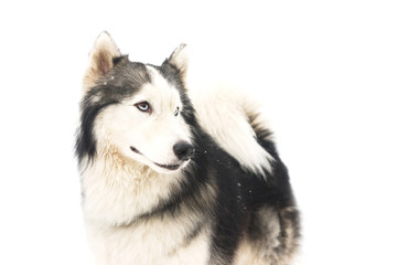 Siberian husky isolated on white background.