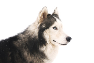 Siberian husky isolated on white background.