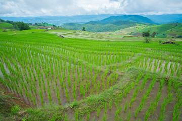 Fototapeta na wymiar transplant rice terrace seedlings field in Ban Pa Bong Piang, Chiagmai, Thailand.