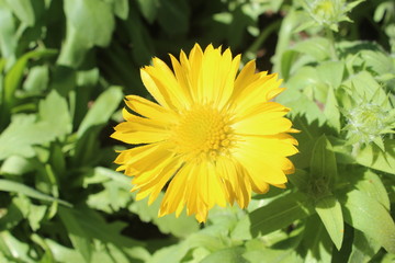 yellow flower