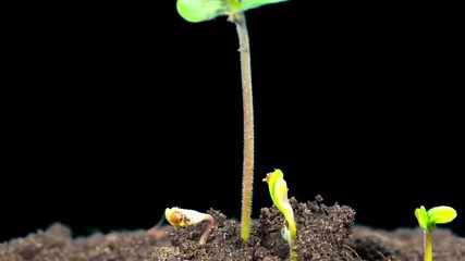 Cannabis sprouts grow quickly, time-lapse with ALPHA matte