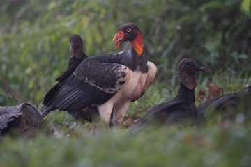 King vulture, Sarcoramphus papa, large bird found in Central and South America. Flying bird, forest in the background. Wildlife scene from tropic nature. Red head bird. Condor with open wing, Panama