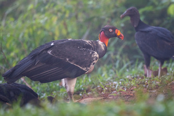 King vulture, Sarcoramphus papa, large bird found in Central and South America. Flying bird, forest in the background. Wildlife scene from tropic nature. Red head bird. Condor with open wing, Panama
