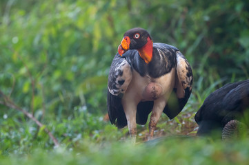 King vulture, Sarcoramphus papa, large bird found in Central and South America. Flying bird, forest in the background. Wildlife scene from tropic nature. Red head bird. Condor with open wing, Panama
