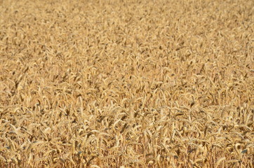 Weizenfeld