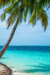 Obraz na płótnie Canvas Coconut tree and beautiful sea on clear sky day, Nobody.