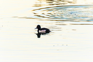 Ring-necked Duck (Aythya collaris) on a pond