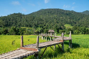 Fototapeta na wymiar Bamboo weave walk way bridge and rice field, landscape view.