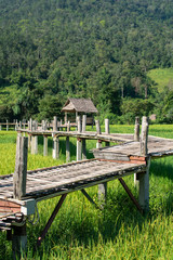 Bamboo weave walk way bridge over rice field.