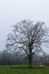 Obraz premium Misty landscape with an old leafless tree isolated on a green meadow on a gloomy winter day. Cabinteely Park, Dublin, Ireland.