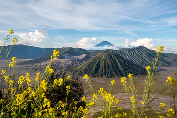 Fototapeta premium Bromo mountain with yellow flower on foreground
