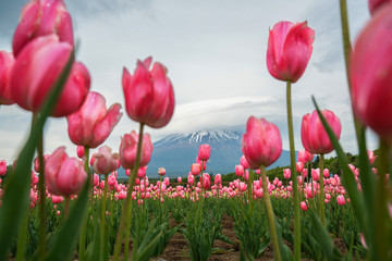 Fuji mountain and tulip field with unusual form of cloud on top.