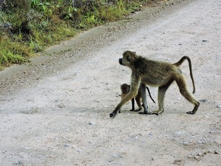 Affe mit Baby auf einer Schotterstraße
