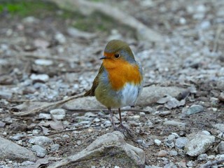 Robin 